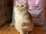 Nonna - British Shorthair Cat For Sale - Los Angeles, CA, US