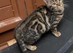 Wild Wendy - Bengal Cat For Sale - Macon, MO, US