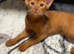 Sunny - Abyssinian Cat For Sale - Murrieta, CA, US