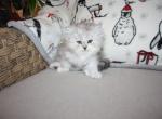 Mocha - Persian Cat For Sale - Creighton, MO, US