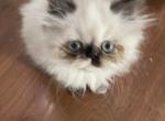 Torti point Himalayan persian girl - Himalayan Cat For Sale - Little Egg Harbor Township, NJ, US