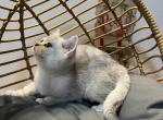 Lucy - Scottish Straight Cat For Sale - Renton, WA, US