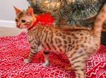 Sophia Brown Spotted - Bengal Cat For Sale - Morgantown, IN, US