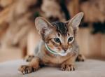 Tobby - Abyssinian Cat For Sale - Brooklyn, NY, US