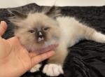 King paco seal mitted with a blaze - Ragdoll Cat For Sale - 