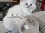 Male - Ragdoll Cat For Sale - St. Louis, MO, US