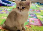 Eva - Scottish Straight Cat For Sale - New York, NY, US