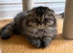 Jim - Scottish Fold Cat For Sale - New York, NY, US