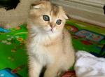 Ronny - Scottish Fold Cat For Sale - Brooklyn, NY, US