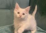 Snowball - Maine Coon Cat For Sale - NY, US