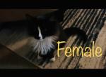 Female Maine coon black & white - Maine Coon Cat For Sale - Kent, WA, US