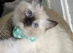 Bean - Ragdoll Cat For Sale - Andover, MA, US
