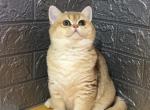 Nana - British Shorthair Cat For Sale - Los Angeles, CA, US