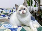 Wile E - Ragdoll Cat For Sale - Tuscaloosa, AL, US