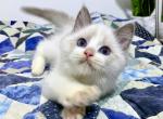 Jasper - Ragdoll Cat For Sale - Tuscaloosa, AL, US