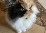 SWEET VALENTINE - Persian Cat For Sale/Retired Breeding - Brookings, OR, US