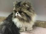 LITTLE GOLIATH - Minuet Cat For Sale/Retired Breeding - Brookings, OR, US