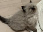 2 Ragdoll Himalayan Male Kittens - Ragamuffin Cat For Sale - Ojai, CA, US