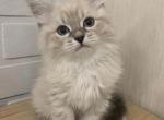 Aurora - Siberian Cat For Sale - Boston, MA, US