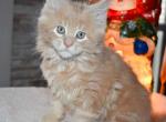 Litter Colossians - Maine Coon Cat For Adoption - Nashua, NH, US