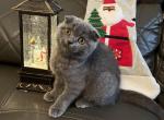 Scottish fold blue girl - Scottish Fold Cat For Sale - Houston, TX, US