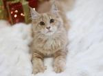 Maya - Maine Coon Cat For Sale - Hoboken, NJ, US