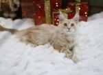 Ella - Maine Coon Cat For Sale - 