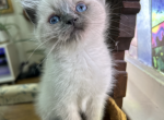Scottish Fold Siamese kittens - Scottish Fold Cat For Sale - Rapid City, SD, US