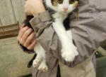 Polydactyl Calico Female - Polydactyl Kitten For Sale
