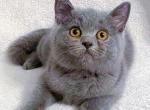 British shorthair male kitten - British Shorthair Cat For Sale - Orlando, FL, US