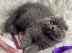 Basya - Scottish Fold Cat For Sale - Los Angeles, CA, US