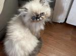 Torti lynx point Himalayan persian girl - Himalayan Cat For Sale - Little Egg Harbor Township, NJ, US