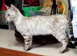 Marie Snow Lynx Female - Bengal Cat For Sale - Bradner, OH, US