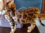 Brown Rosetted Male Toulouse - Bengal Cat For Sale - Bradner, OH, US