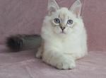 XIOLA - Siberian Cat For Sale - Brooklyn, NY, US