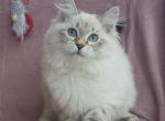 Yadira - Siberian Cat For Sale - Brooklyn, NY, US