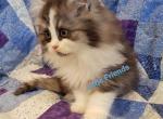 Smoke male - Minuet Cat For Sale - Columbia, MO, US