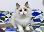 Biggie - Ragdoll Cat For Sale - Tuscaloosa, AL, US