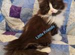 Cookie - Minuet Cat For Sale - Columbia, MO, US