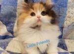 Princess - Minuet Cat For Sale - Columbia, MO, US