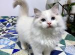 Pudge - Ragdoll Cat For Sale - Tuscaloosa, AL, US