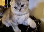 Scottish fold Chinchilla - Scottish Fold Cat For Sale - Portland, OR, US