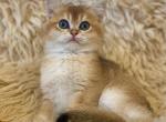 Alfie - British Shorthair Cat For Sale - Waco, TX, US