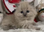 Charlotte - Ragdoll Cat For Sale - Ocala, FL, US