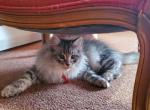 Best Friend - Siberian Cat For Sale - Somerset, NJ, US