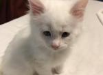 Eddie - Maine Coon Cat For Sale - Chipley, FL, US