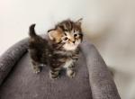 Beauty - Siberian Cat For Sale - Chelsea, MA, US