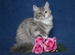 PAULINKA IZ TVERSKOGO KNYAZHESTVA - Siberian Cat For Sale - NY, US