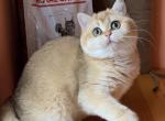 Zorya - British Shorthair Cat For Sale - Los Angeles, CA, US