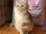 Nonna - British Shorthair Cat For Sale - Brooklyn, NY, US
